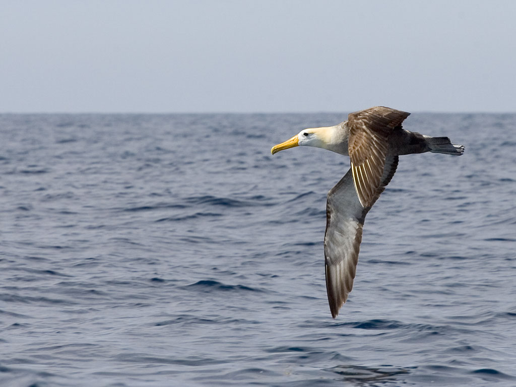Albatross, Punta Suarez, Espanola Island, Galapagos.  Click for next photo.
