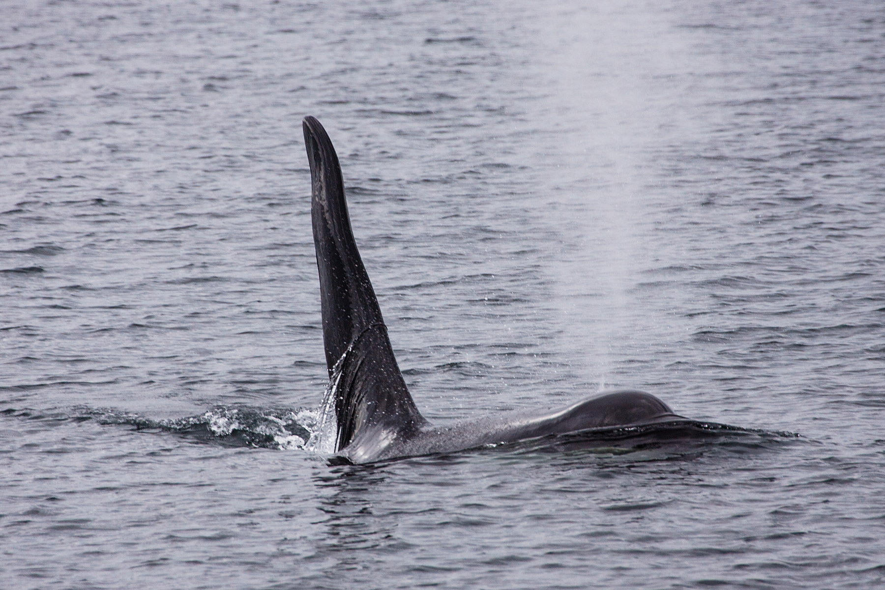 Orca, British Columbia.  Click for next photo.