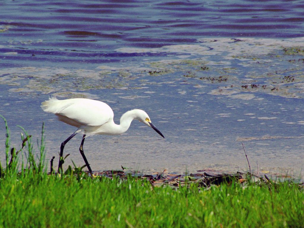 Egret, 'Ding' Darling NWR. Florida 2004. Scanned from film.  Click for next photo.