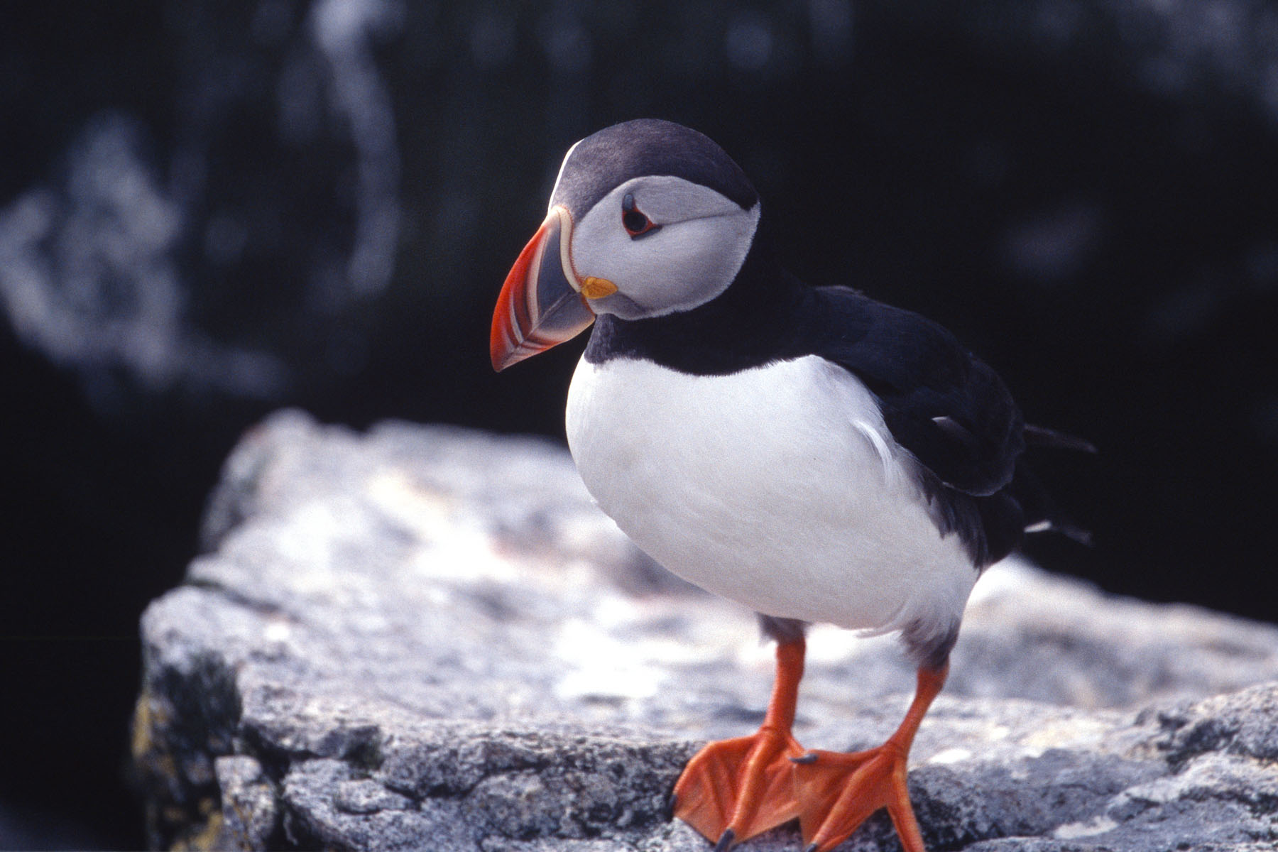 Puffin, Machias Seal Island 2004.  Scanned from slide.  Click for next photo.