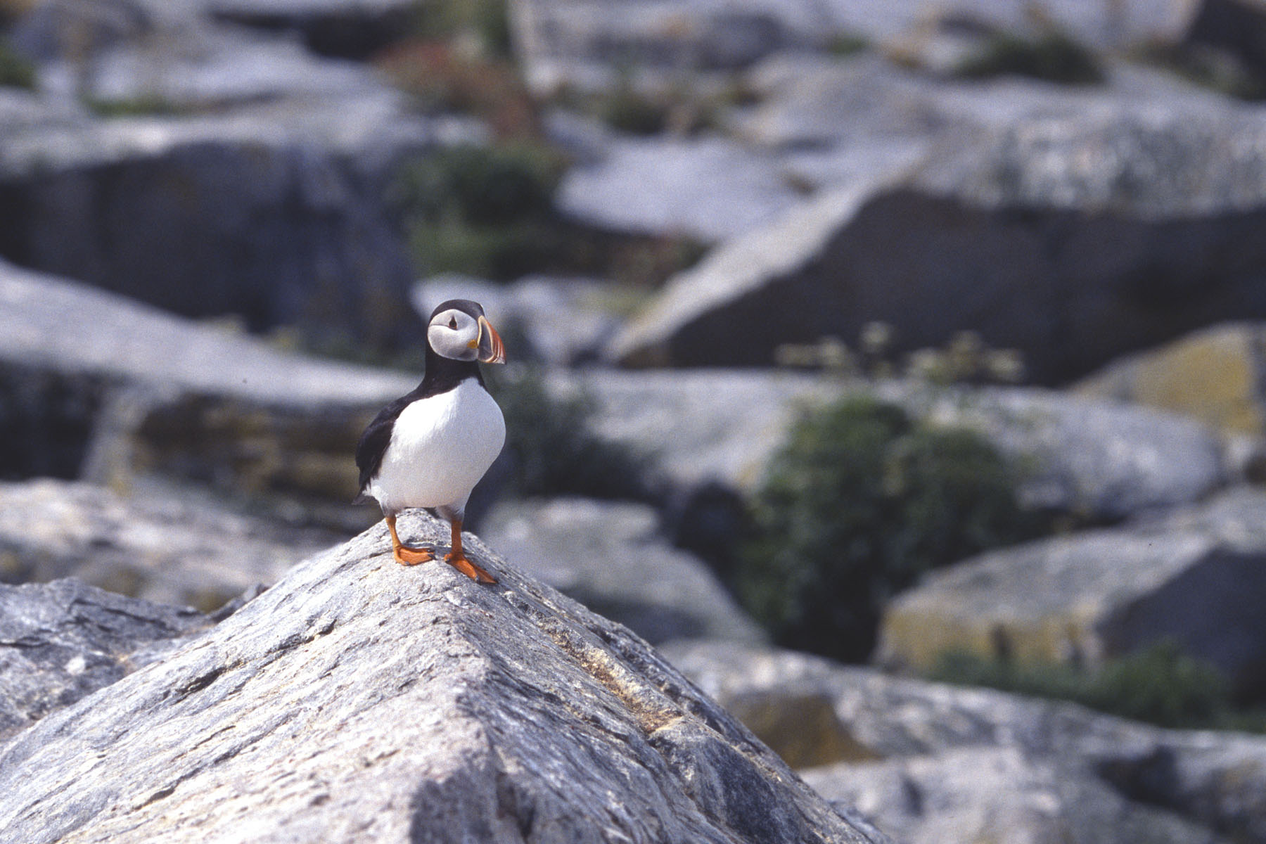 Puffin takes flight, Machias Seal Island 2004.  Scanned from slide.  Click for next photo.