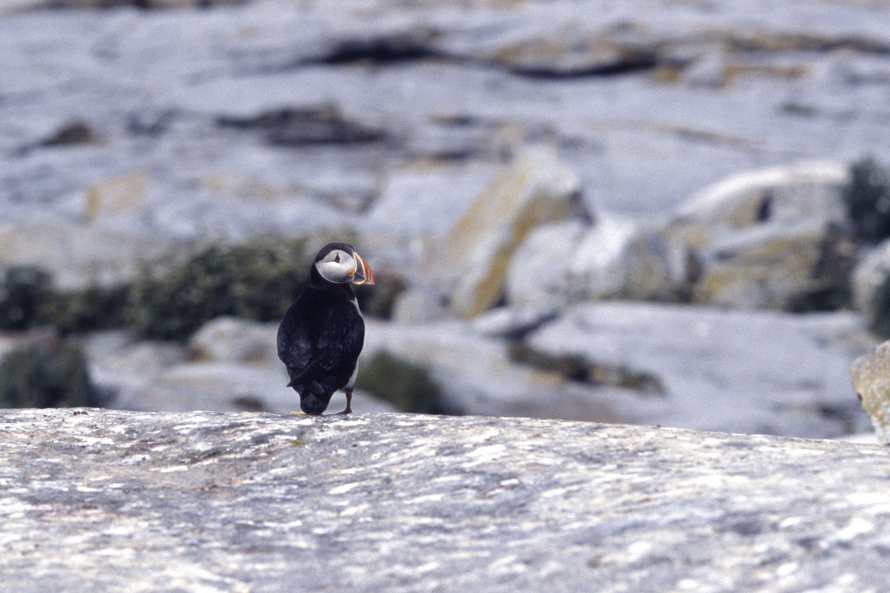 Puffin takes flight, Machias Seal Island 2004.  Scanned from slide.  Click for next photo.