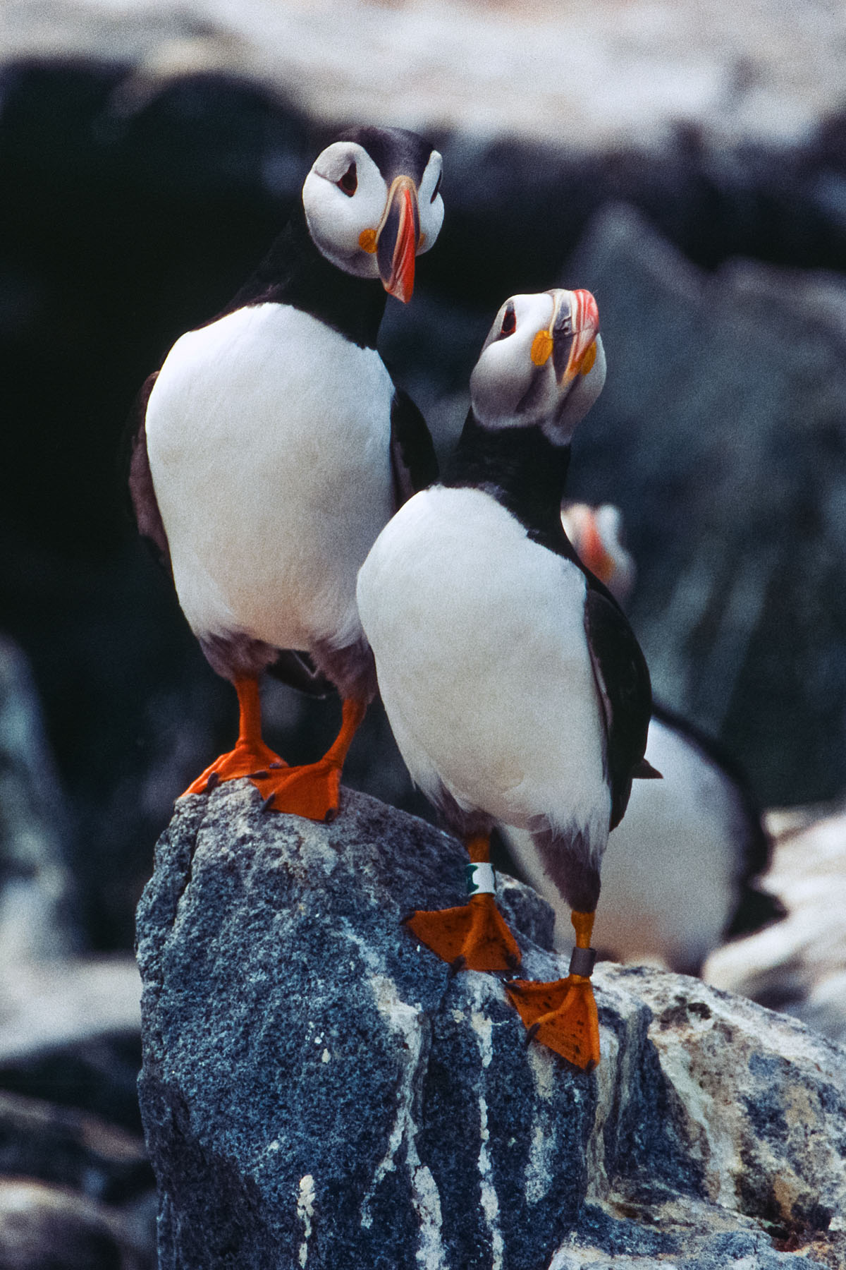 Puffins, Machias Seal Island 2004.  Scanned from slide.  Click for next photo.