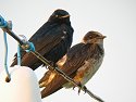 Swallows at Daniel Webster Wildlife Sanctuary (Mass Audubon), Canon S330 camera and Televue 85 telescope, 2004.