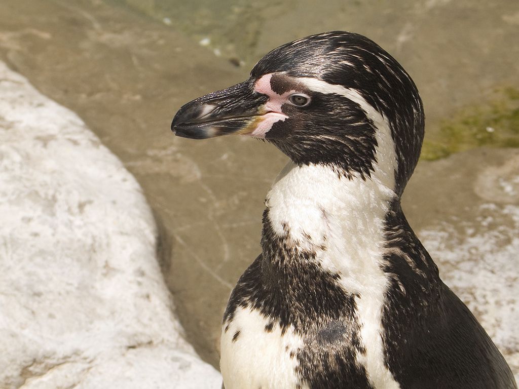 Humboldt Penguin, St. Louis Zoo.  Click for next photo.