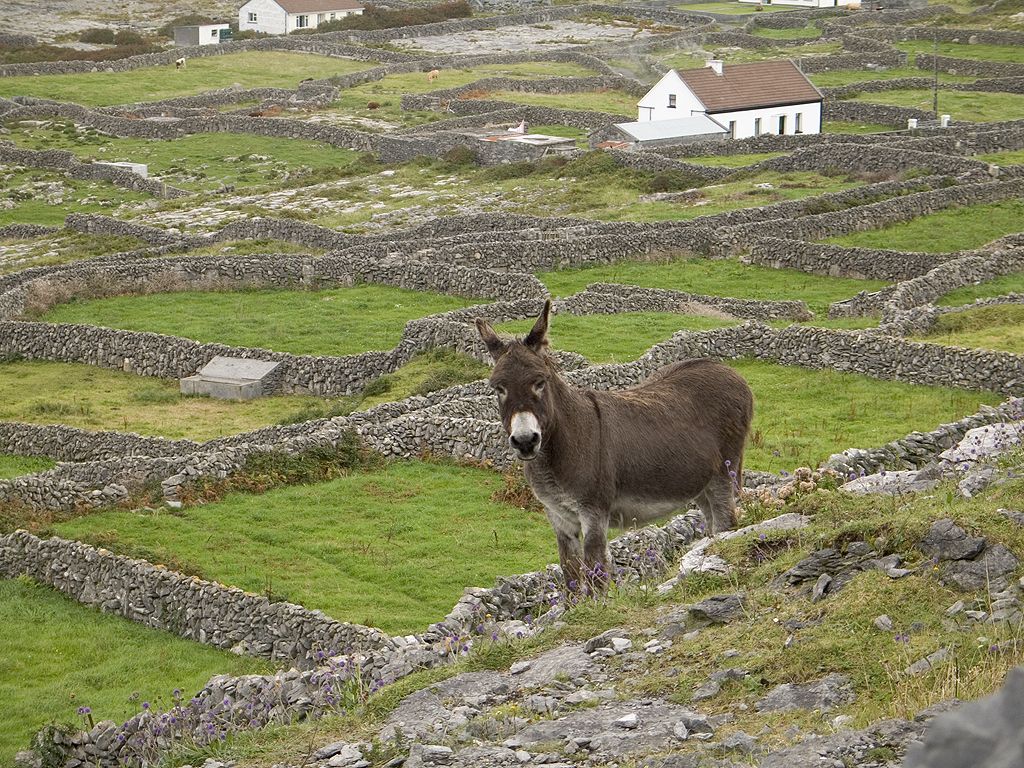 Burro, Inis Meáin, Ireland.  Click for next photo.