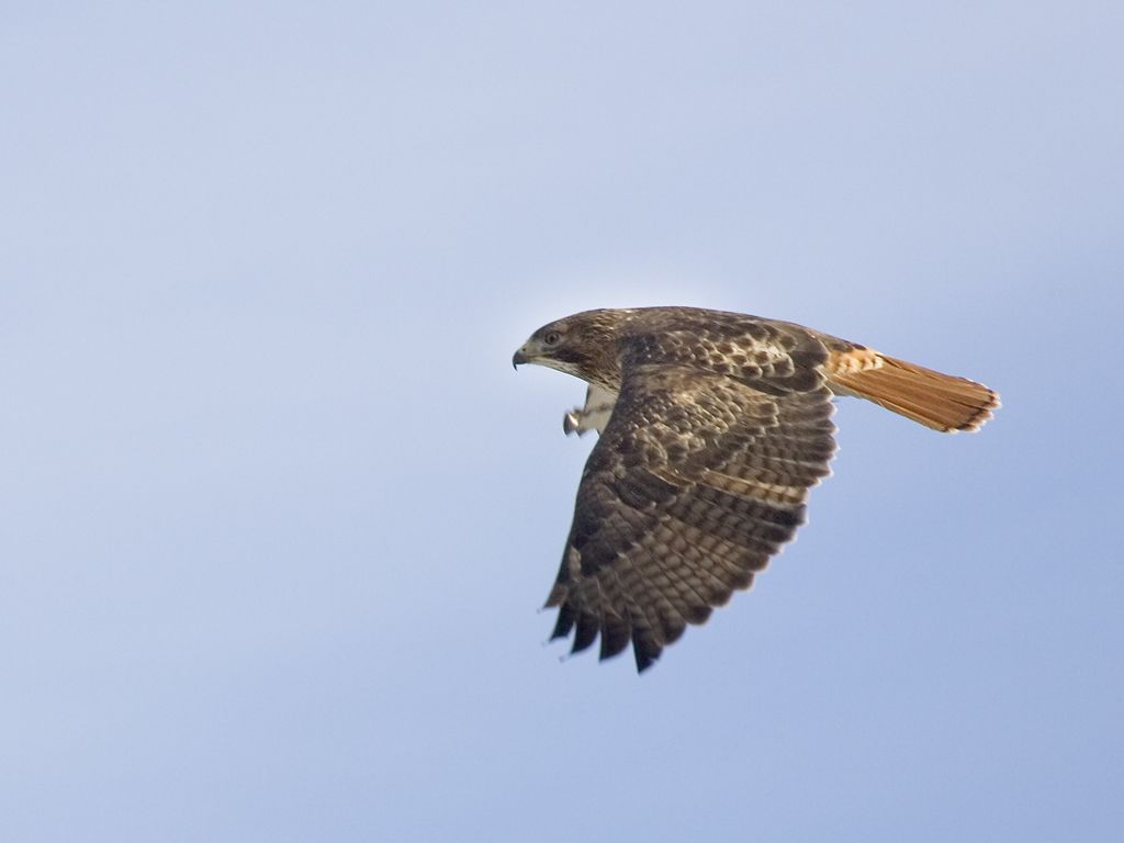 Red-tailed Hawk, Western Illinois.  Click for next photo.