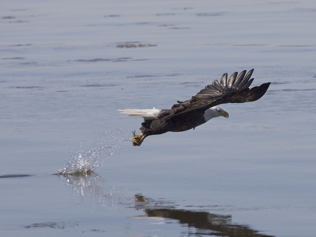 Bald Eagle fishing in the Mississippi River.  Click for next photo.