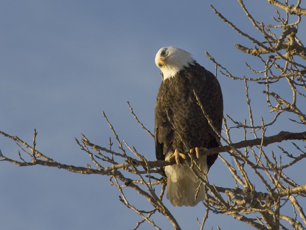 Bald Eagle along the Mississippi River.  Click for next photo.
