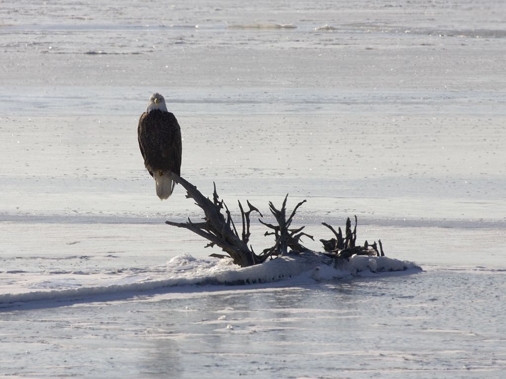 Bald Eagle on the frozen Mississippi River.  Click for next photo.