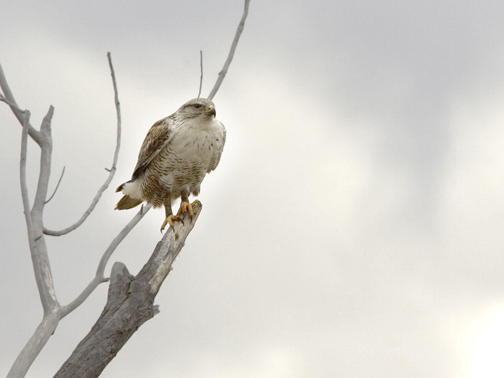 Hawk, perhaps a Southwestern red tail, Bosque del Apache.  Click for next photo.