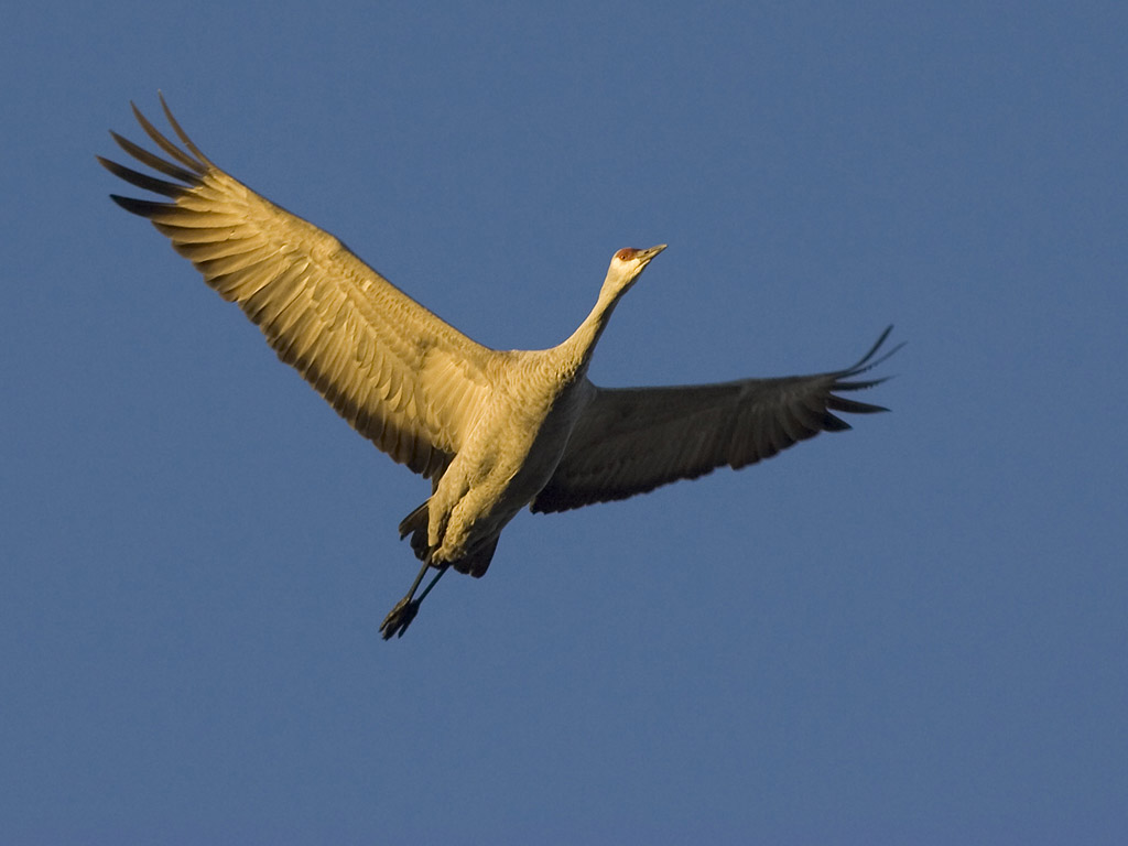 Sandhill crane flies at dawk, Bosque del Apache.  Click for next photo.