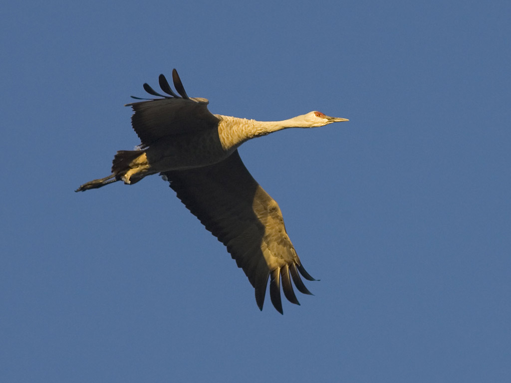 Sandhill crane, Bosque del Apache.  Click for next photo.