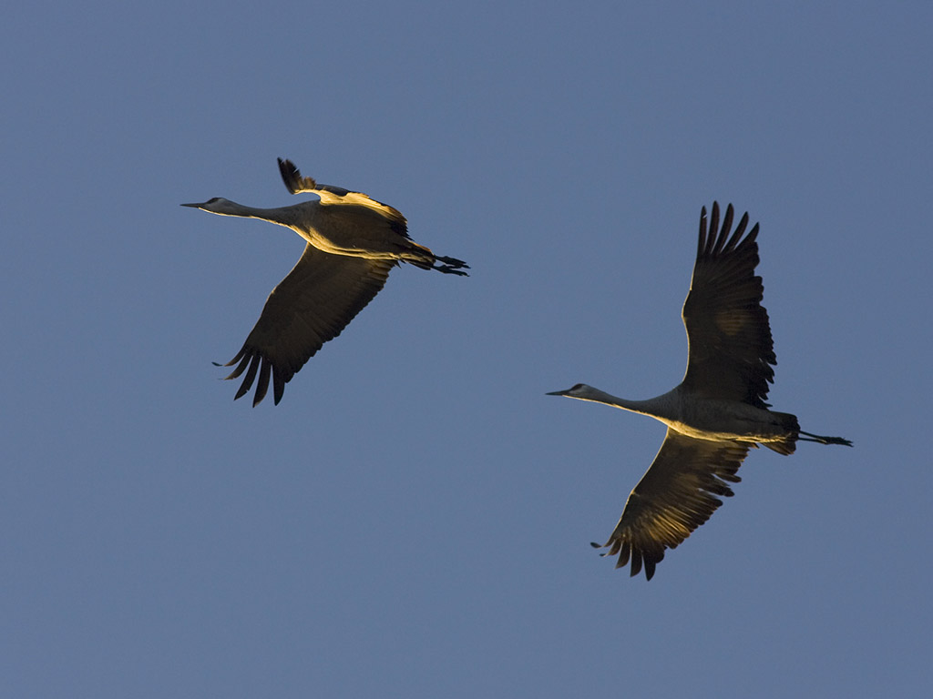 Sandhill cranes at dawn, Bosque del Apache.  Click for next photo.