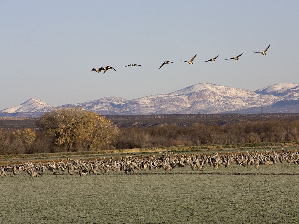Cranes forage as geese pass overhead, Bosque del Apache.  Click for next photo.