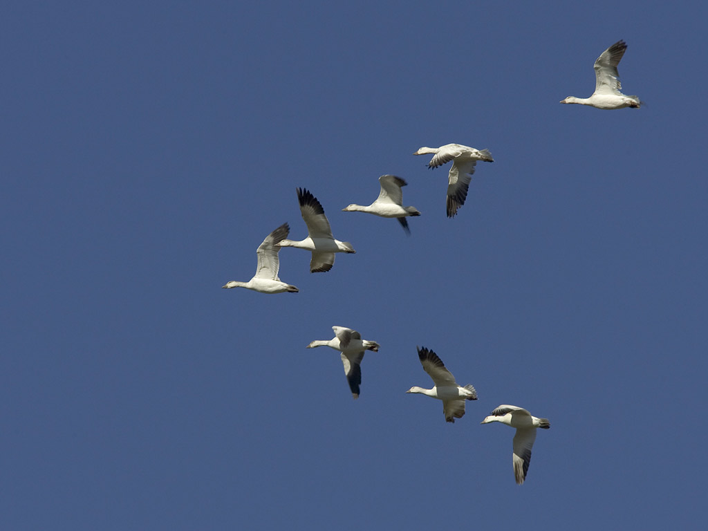 Snow geese, Bosque del Apache.  Click for next photo.