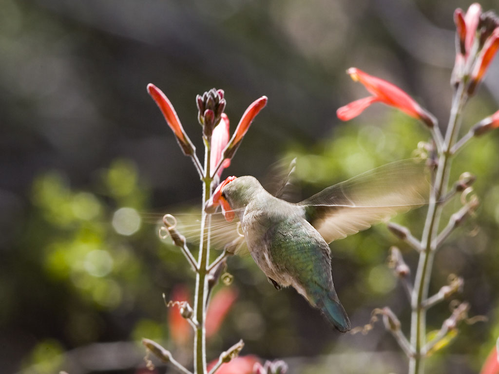 Hummingbird, Desert Botanical Garden, Phoenix, March 2005.  Click for next photo.
