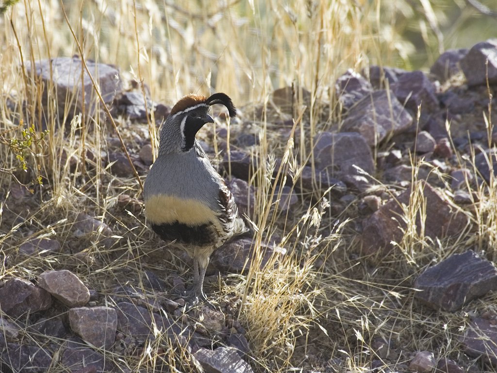 Quail, Death Valley.  Click for next photo.