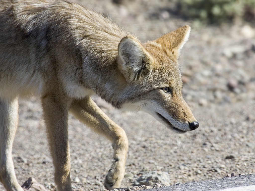 Coyote checks out some road kill in Death Valley.  Click for next photo.
