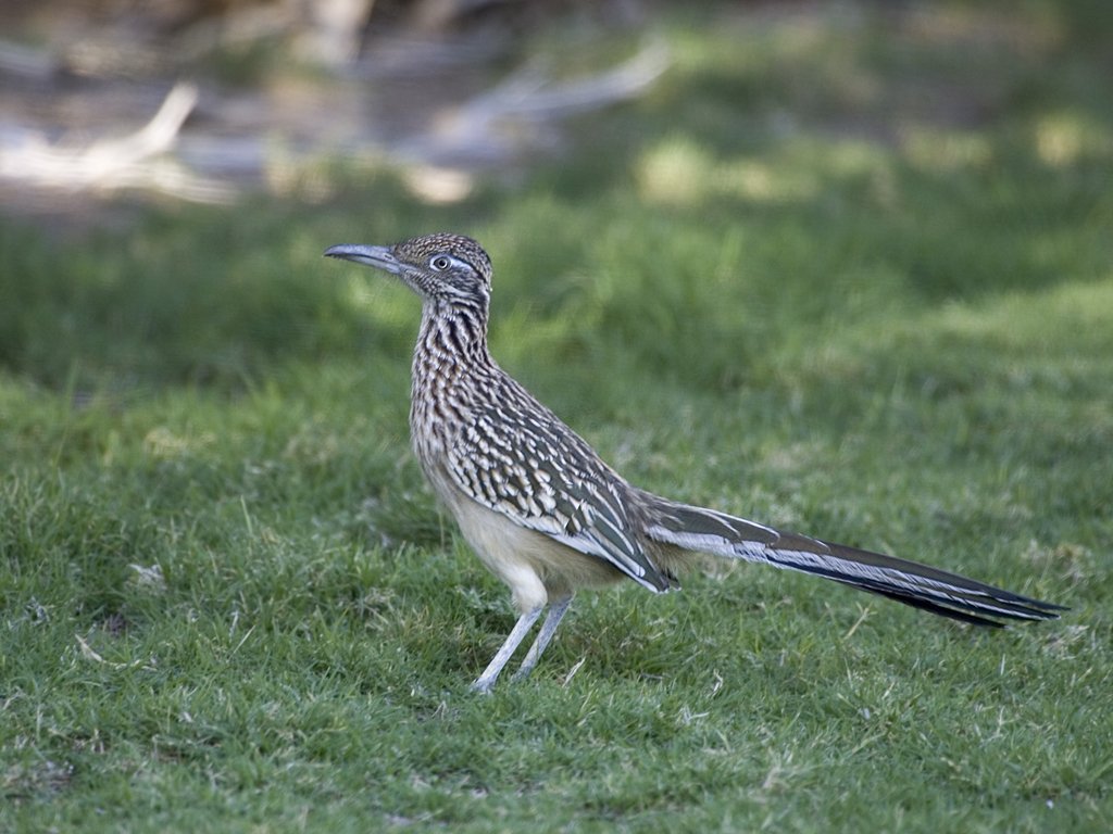 Roadrunner near the Death Valley National Park Visitor Center.  Click for next photo.