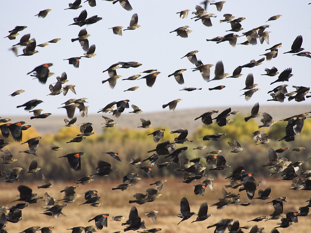 Blackbirds flock, Bosque del Apache NWR.  Click for next photo.