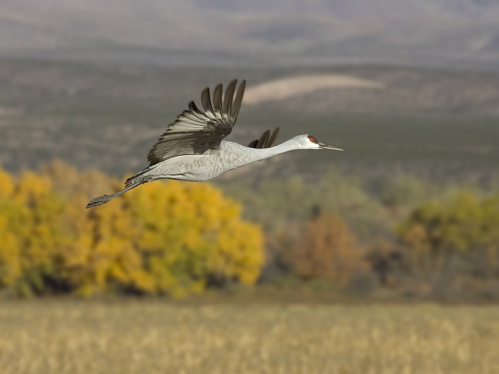 Sandhill crane, Bosque del Apache NWR.  Click for next photo.