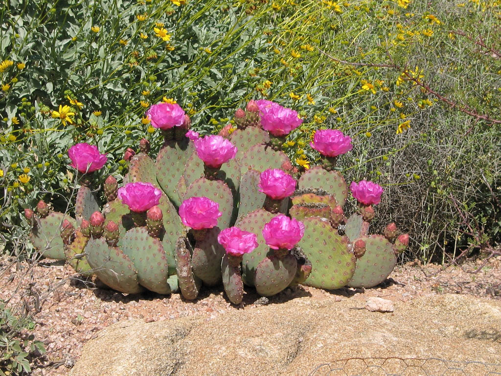 Desert Botanical Garden, Phoenix.  Click for next photo.