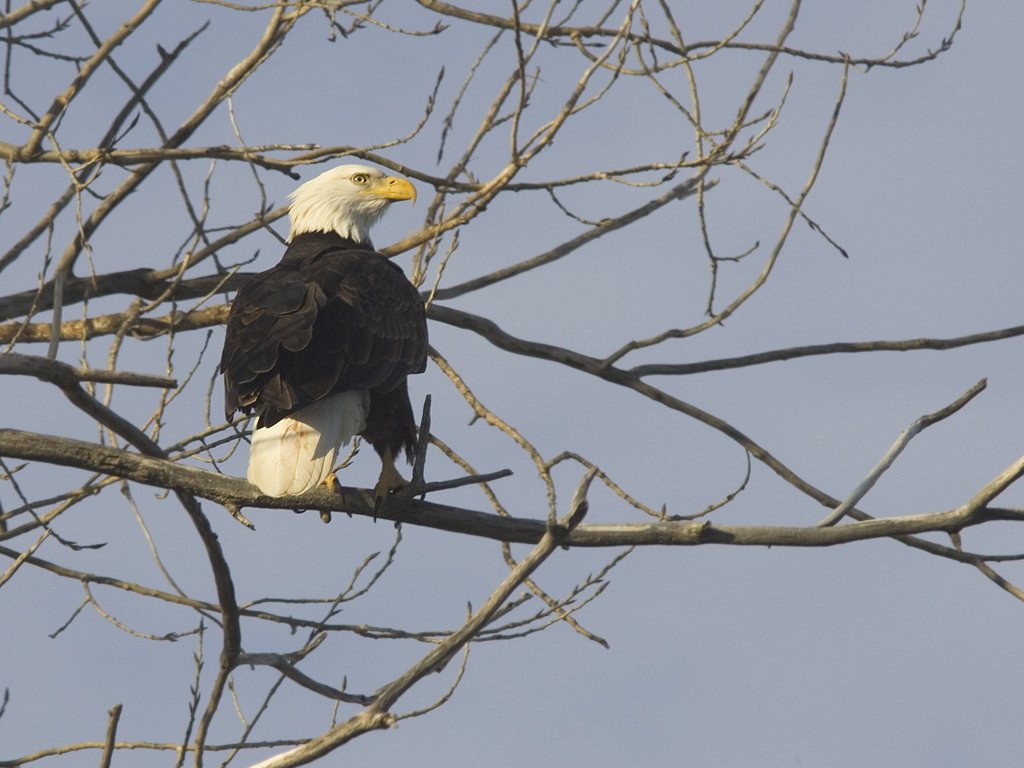 Bald Eagle, Squaw Creek NWR, Missouri.  Click for next photo.