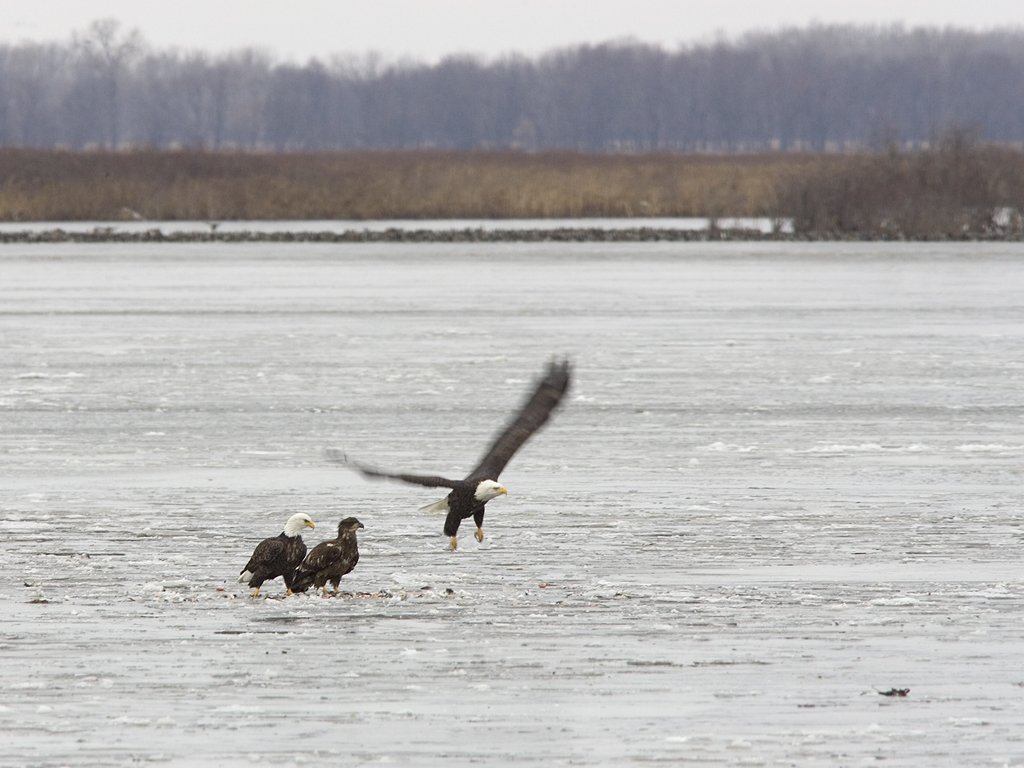 Bald Eagles on the ice, Squaw Creek NWR, Missouri.  Click for next photo.