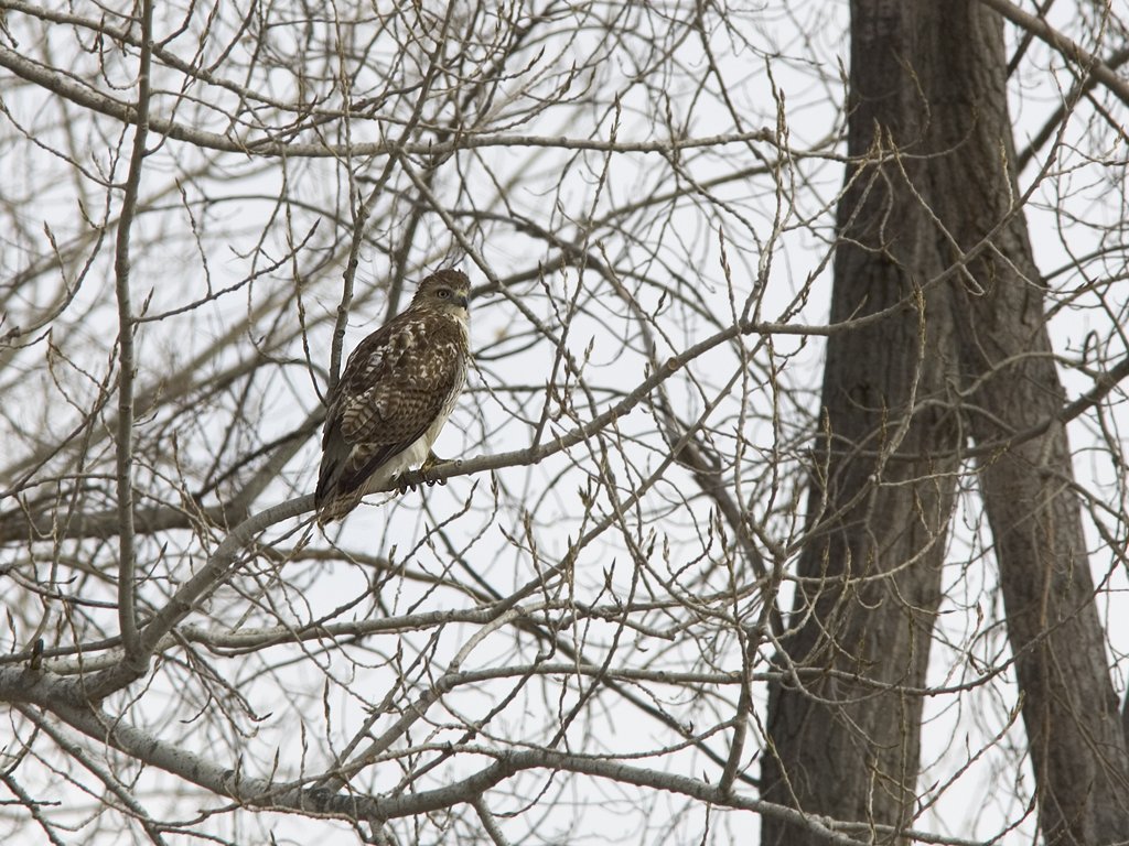 Red-tailed Hawk, Squaw Creek NWR, Missouri.  Click for next photo.