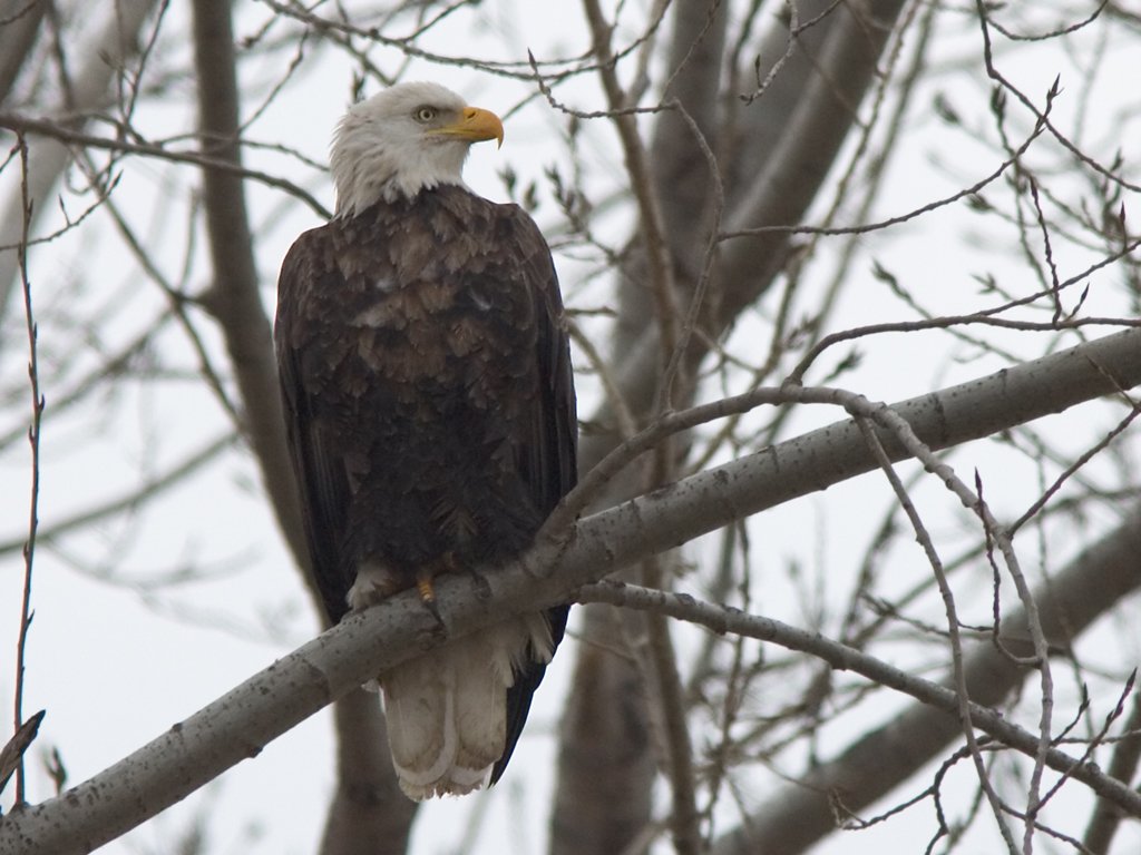 Bald Eagle, Squaw Creek NWR, Missouri.  Click for next photo.