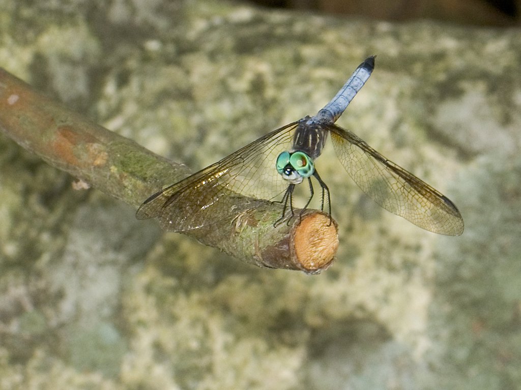 Dragonfly, Stony Brook Audubon Refuge with G6, 2006.  Click for next photo.