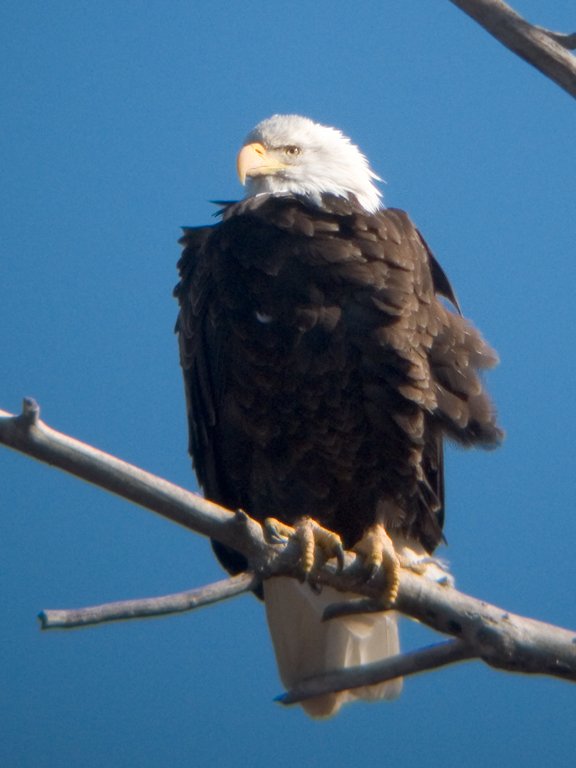 Bald eagle, digiscoped, Squaw Creek National Wildlife Refuge, Missouri.  Click for next photo.