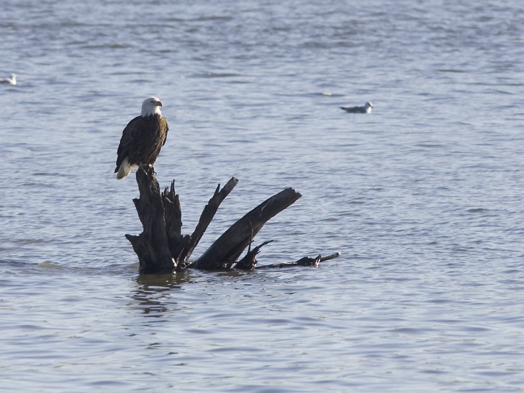 Bald Eagle in the Mississippi River, Fort Madison, Iowa.  Click for next photo.