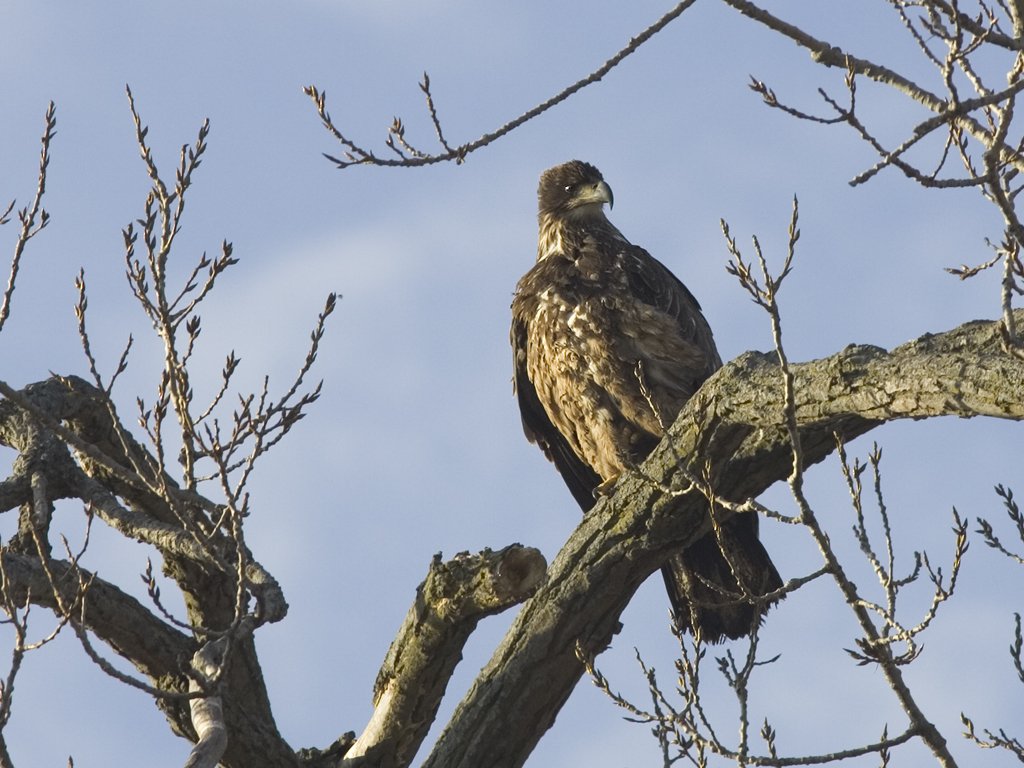 Juvenile Bald Eagle along the Mississippi River.  Click for next photo.