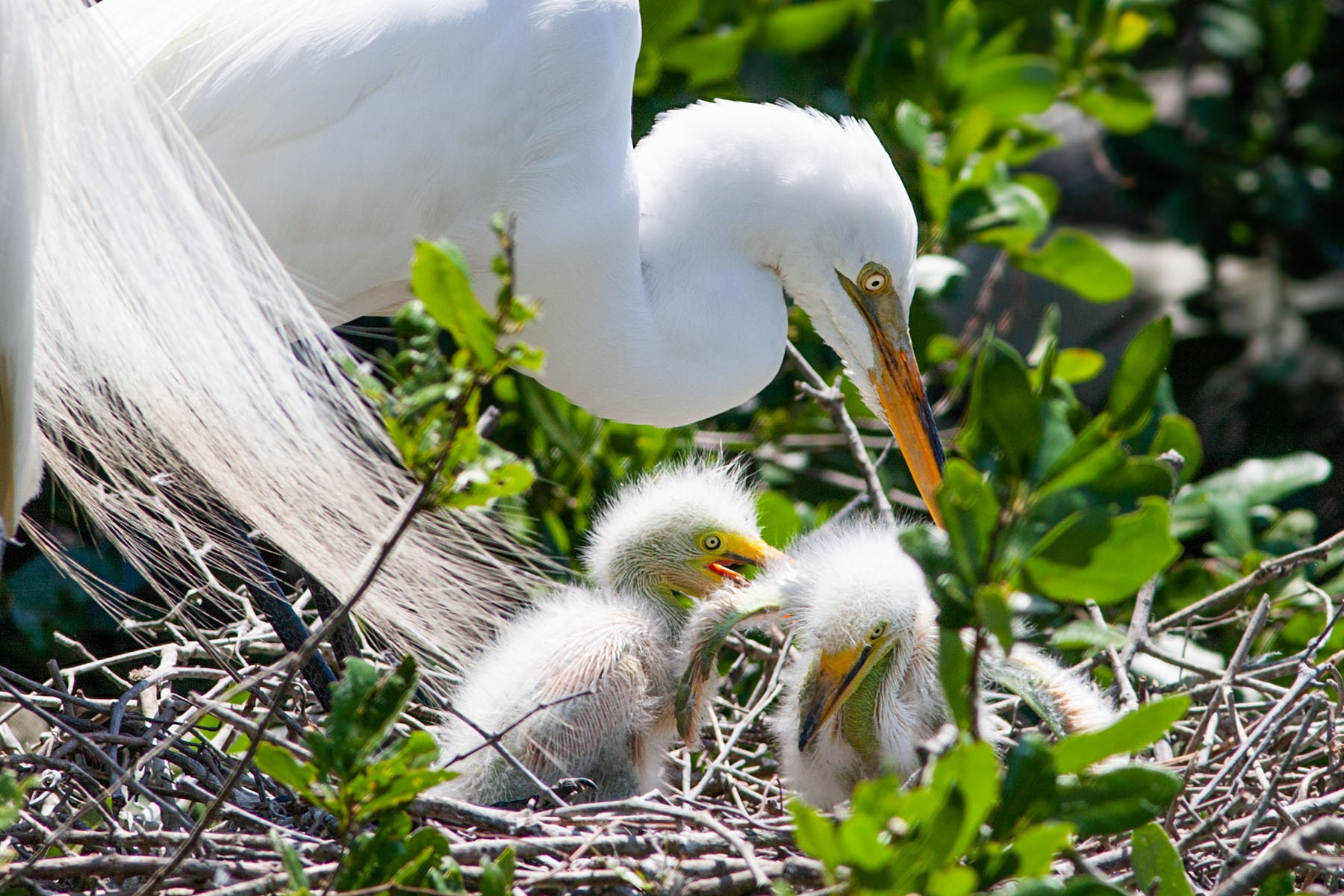 Great Egret and chicks, St. Augustine Alligator Farm.  Click for next photo.