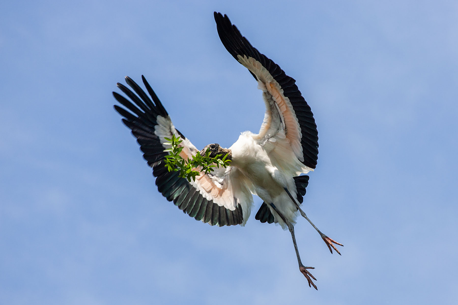 Wood Stork, St. Augustine Alligator Farm.  Click for next photo.