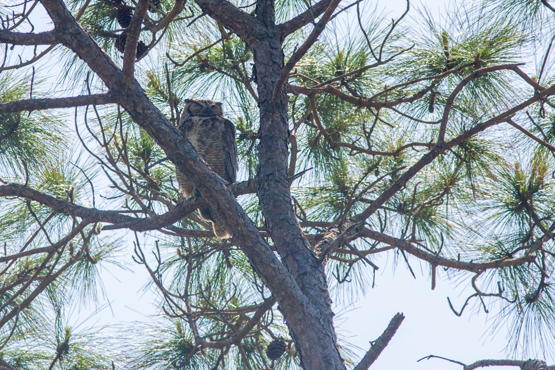 Great Horned Owl watching its nest, Honeymoon Island, Florida.  Click for next photo.