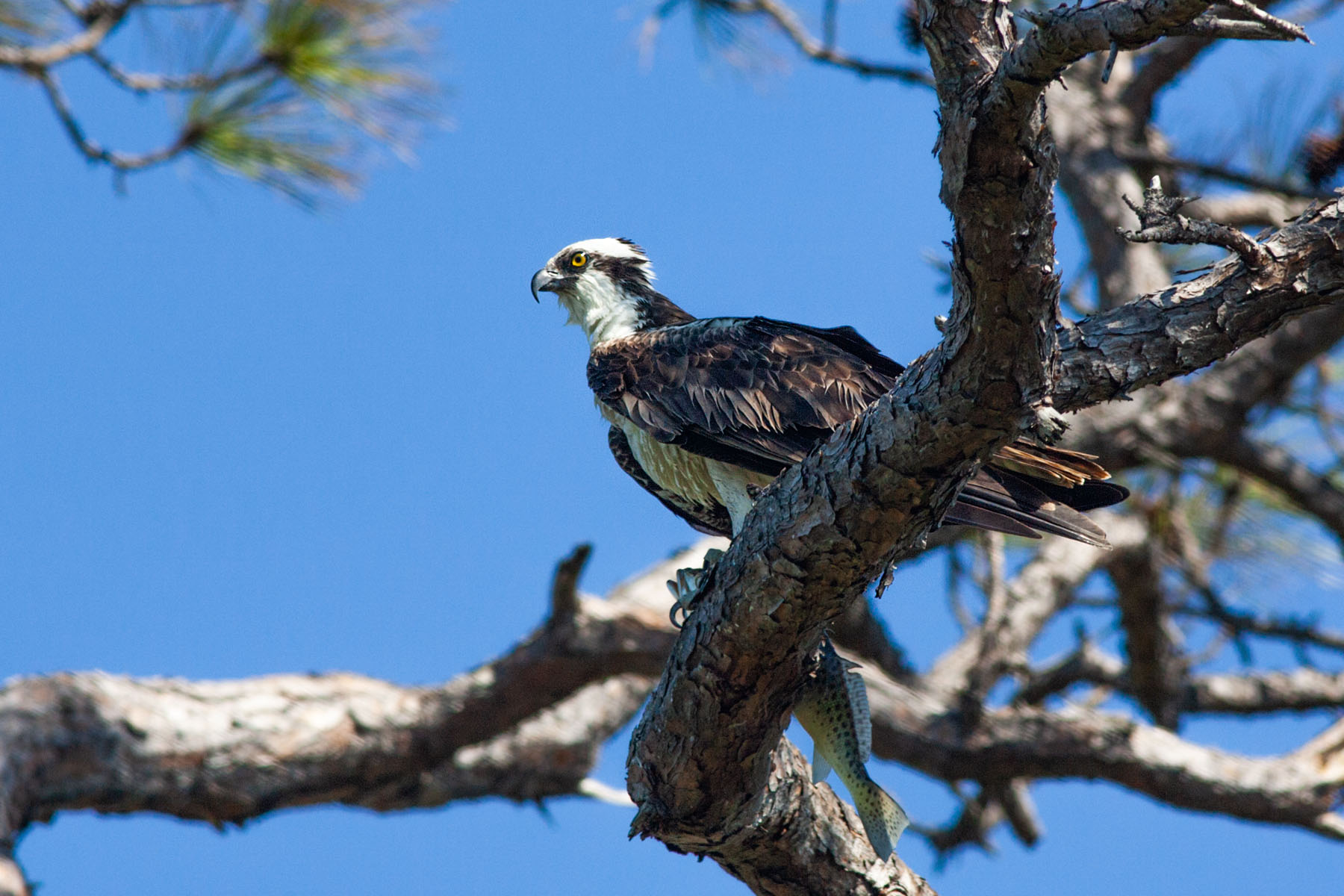 Osprey, Honeymoon Island, Florida.  Click for next photo.