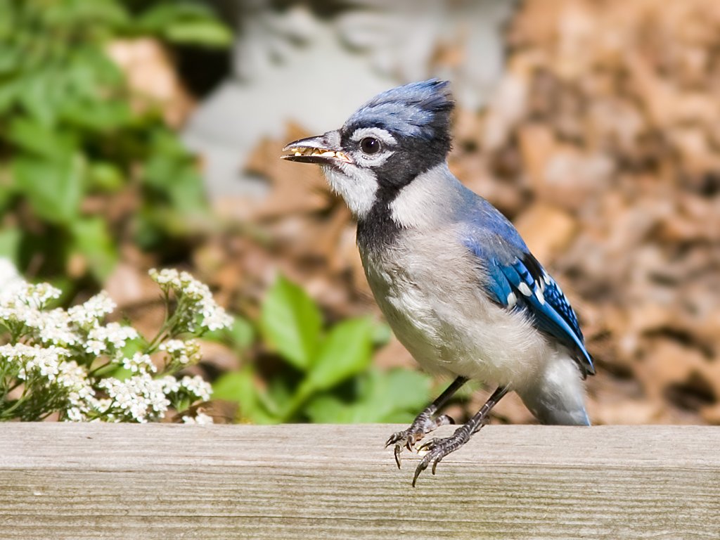 Blue jay in back yard.  Click for next photo.