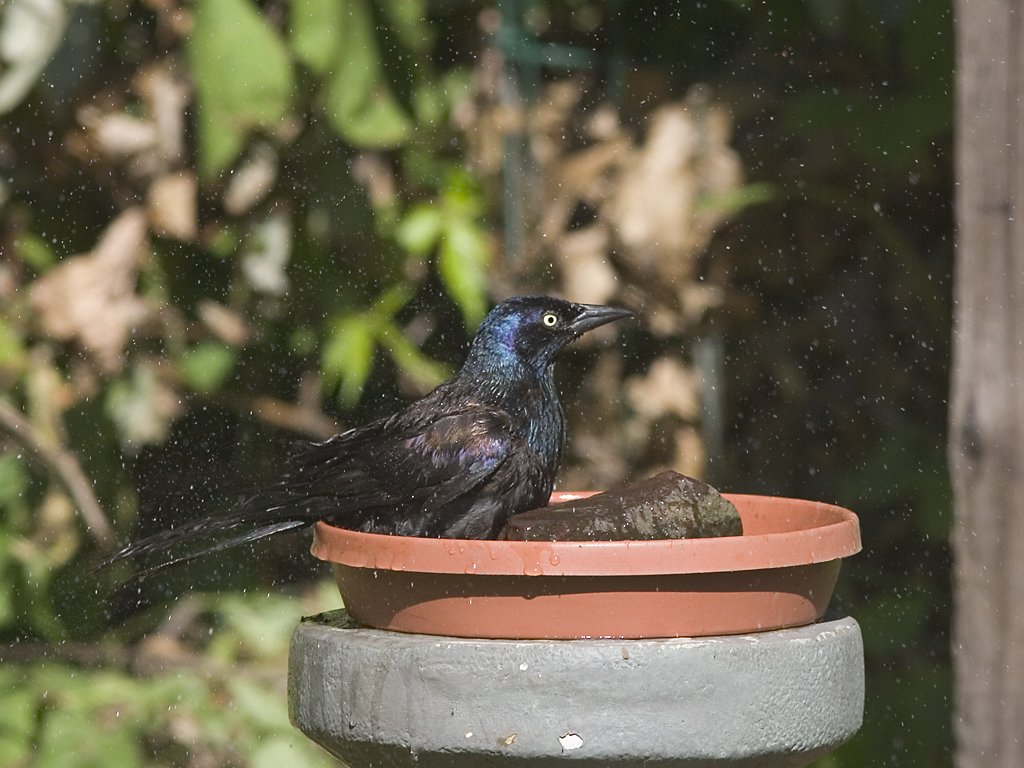 Grackle taking a bath in my back yard.  Click for next photo.