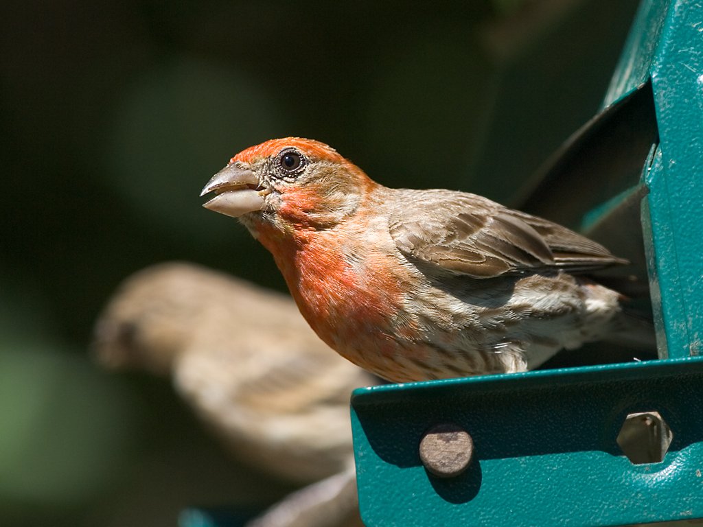 House finch at the backyard feeder.  Click for next photo.