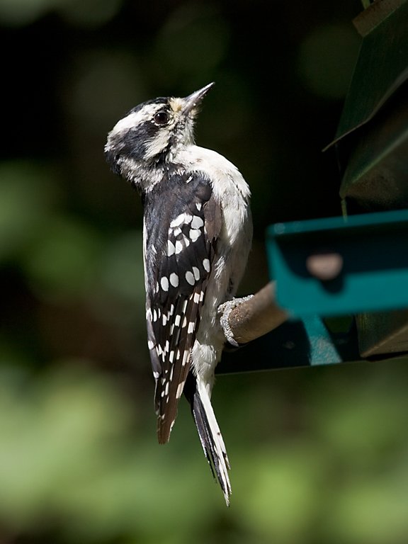 Downey woodpecker at backyard bird feeder, 2006  Click for next photo.