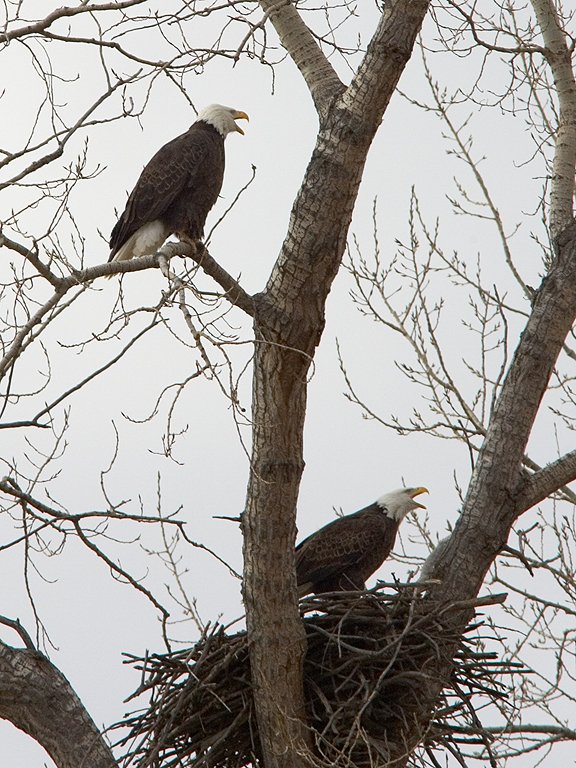 Bald eagles (residents) vocalizing at one of their old nests, Squaw Creek National Wildlife Refuge, Missouri.  Click for next photo.
