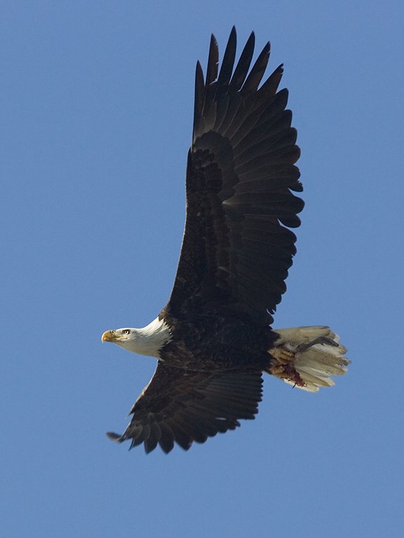 Bald eagle carries a goose leg back to its roost, Squaw Creek National Wildlife Refuge, Missouri.  Click for next photo.