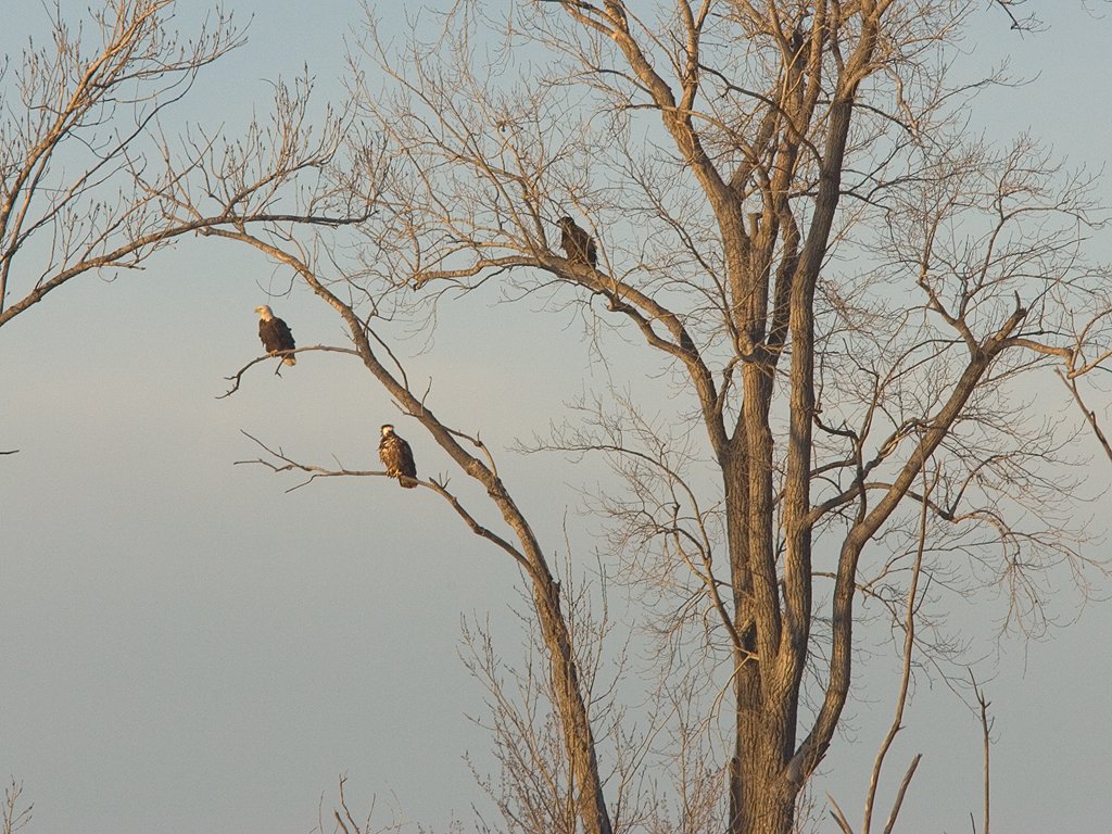 Bald eagles (residents) at sunset, Squaw Creek National Wildlife Refuge, Missouri.  Click for next photo.