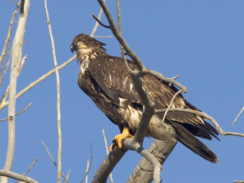 Juvenile bald eagle, Squaw Creek National Wildlife Refuge, Missouri.  Click for next photo.