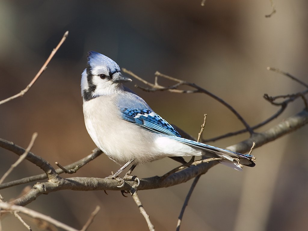 Blue jay in back yard.  Click for next photo.