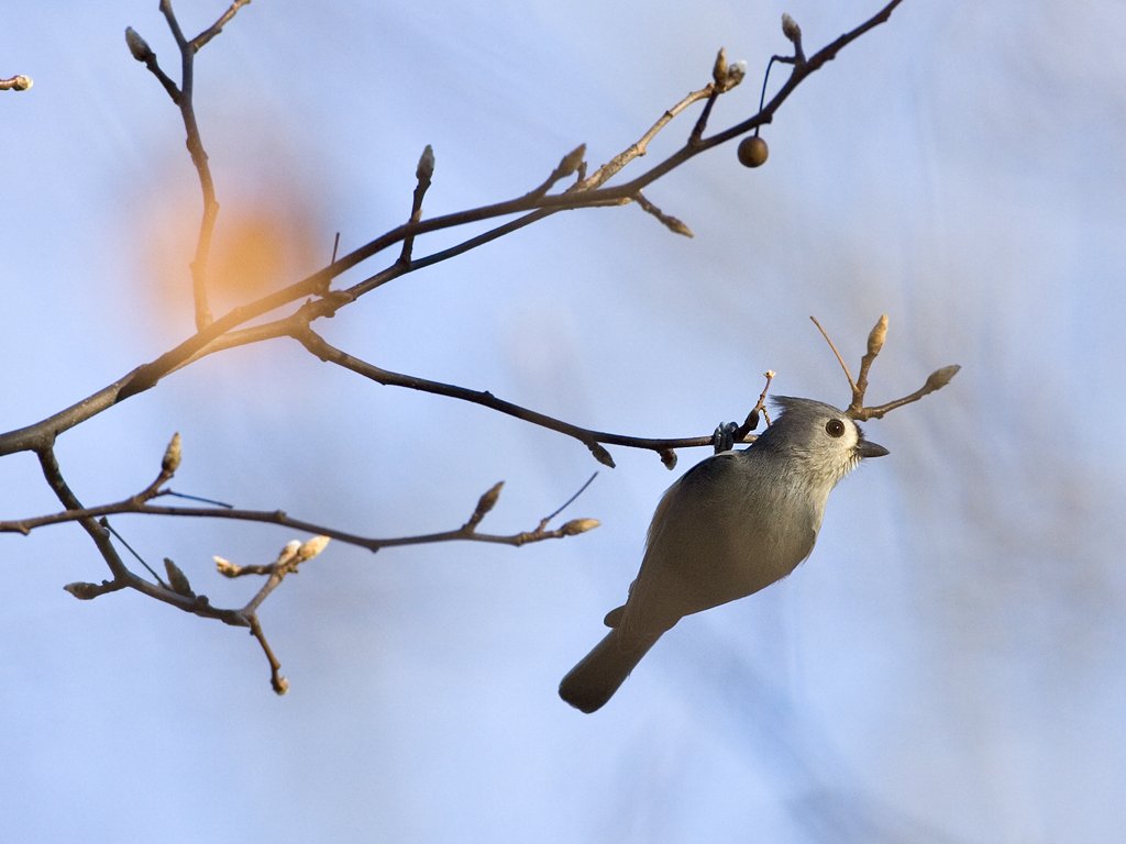 Tufted titmouse feeds on little pears.  Click for next photo.