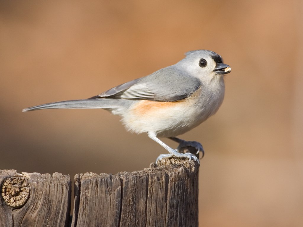 Tufted titmouse.  Click for next photo.